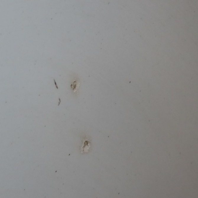 Capot occasion  Kia CEE'D 3/5 portes (ED) 1.6 crdi 90 (2006-2012)   664001H000  7