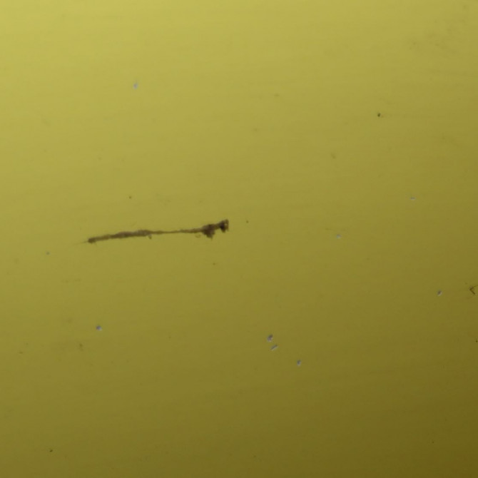 Pare-choc avant occasion  Mini MINI (R50, R53) Cooper (2001-2006) 3 portes   51117127925  5