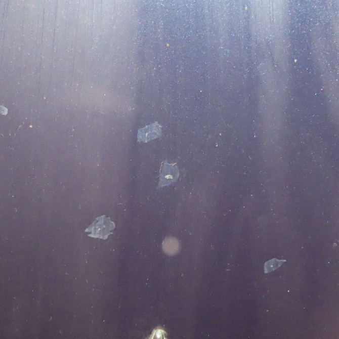 Capot occasion  Jaguar X-TYPE I (X400) 2.2 d (2005-2009)   C2S39488  3