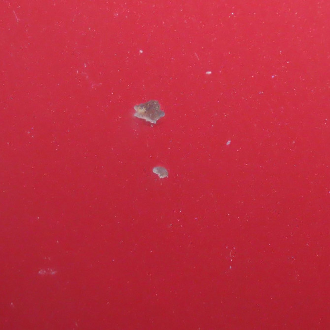 Capot occasion  Audi A3 Sportback (8PA) 2.0 tdi 16v (2004-2013) 5 portes   8P4823029B  4