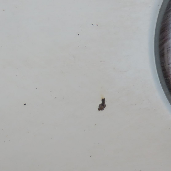 Capot occasion  Fiat FIORINO Camionnette/Monospace (225_) 1.3 d multijet (225bxd1a, 225bxb1a, 225bxb11) (2007)   51789394  4