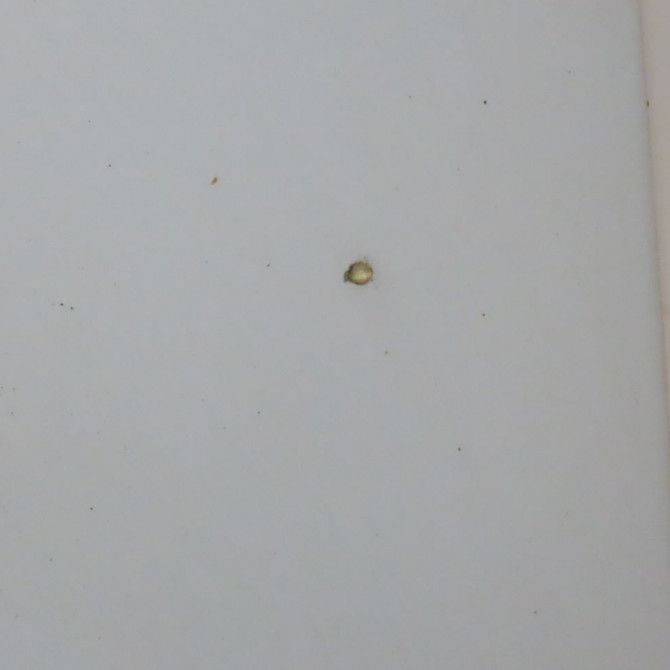 Capot occasion  Renault CLIO II (BB_, CB_) 1.2 (bb0a, bb0f, bb10, bb1k, bb28, bb2d, bb2h, cb0a,... (1998-2010) 5 portes   7751473024  7