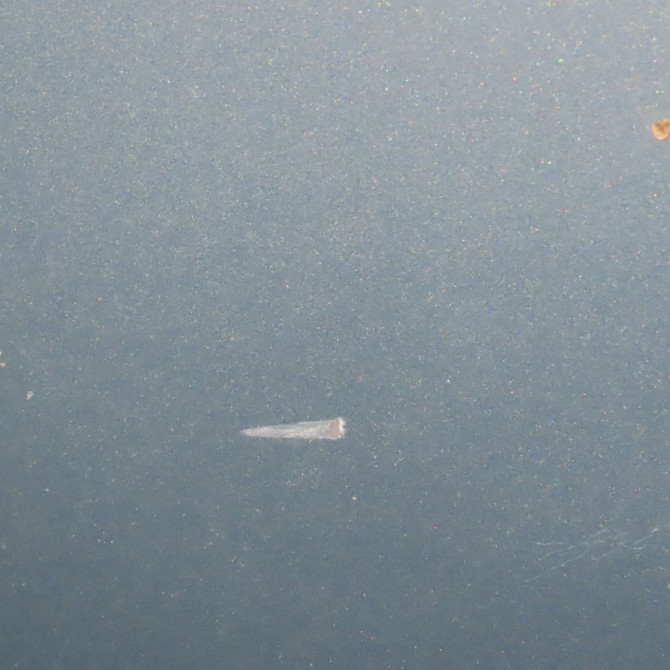 Pare-choc avant occasion  Citroën C2 (JM_) 1.4 hdi (2003-2009) 3 portes   7401Y8  4