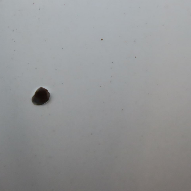 Capot occasion  Fiat 500 (312_) 1.2 (312axa1a) (2007) 3 portes   52009424  4